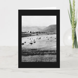 Tarjeta Granja de avestruz en África 1912