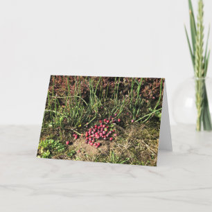 Tarjeta Granja de Cranberry, Long Beach, Washington