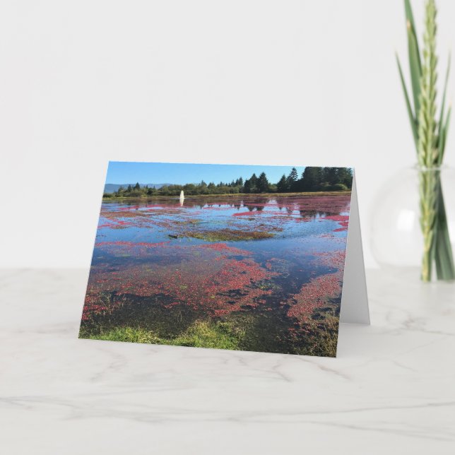 Tarjeta Granja de Cranberry, Long Beach, Washington (Anverso)