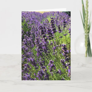 Tarjeta Granja de lavanda