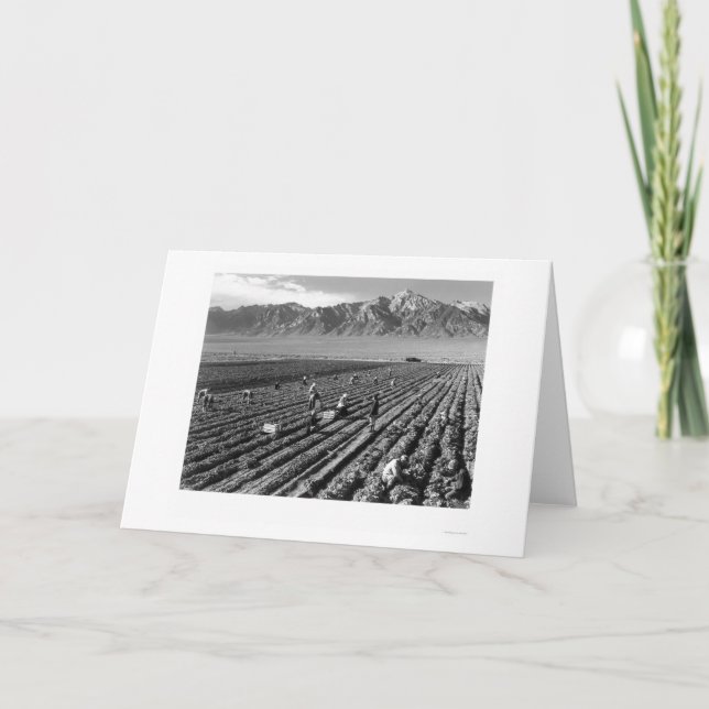 Tarjeta Granja, trabajadores de granja, Mt. Williamson (Anverso)