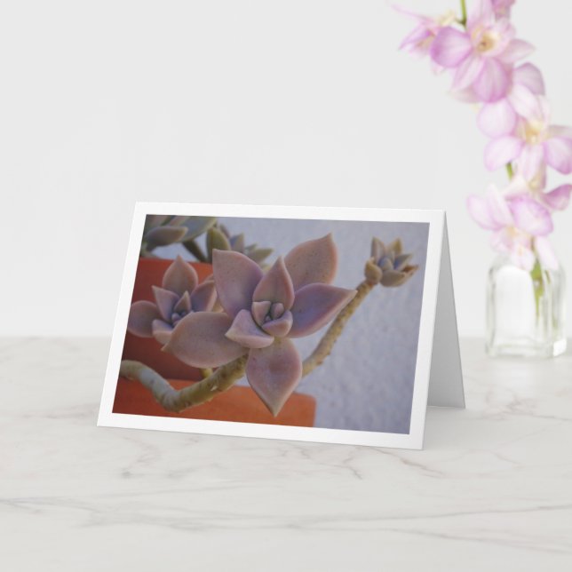 Tarjeta Graptopetalum Paraguayense, Planta Fantasma Sucule (Orquídea)