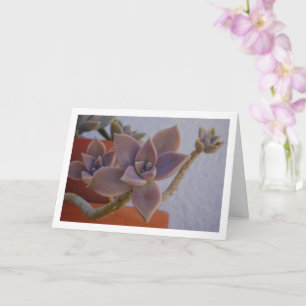 Tarjeta Graptopetalum Paraguayense, Planta suculenta fanta