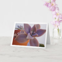 Graptopetalum Paraguayense, Planta suculenta fanta