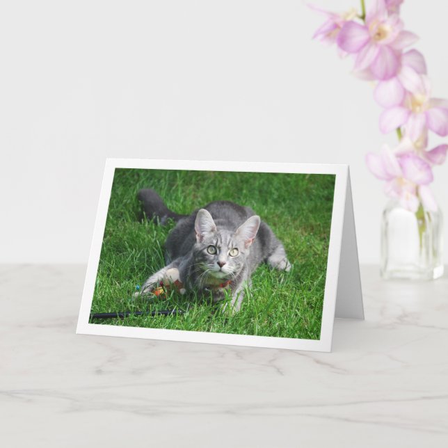 Tarjeta Gray Kitten en el césped con juguete (Orquídea)