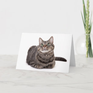 Tarjeta Gray Tabby Cat
