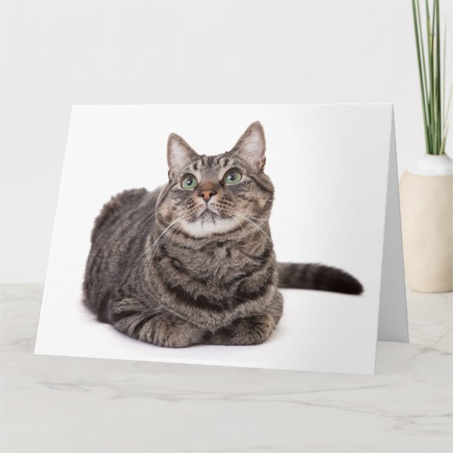Tarjeta Gray Tabby Cat (Anverso)