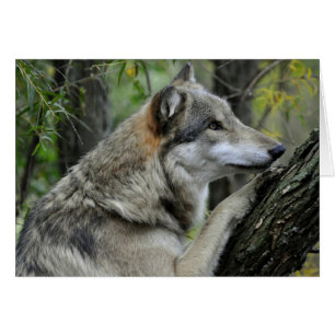 Tarjeta Gray Wolf