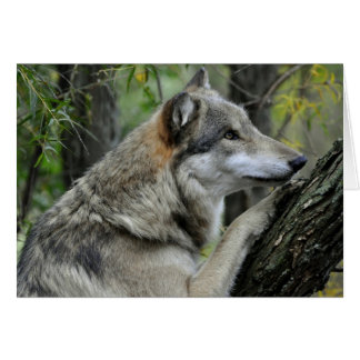 Tarjeta Gray Wolf