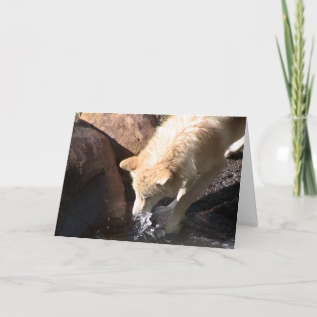 Tarjeta Gray Wolf (Anverso)