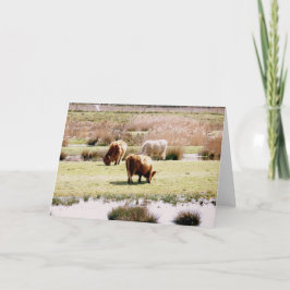 Tarjeta Grazing de ganado en Highland