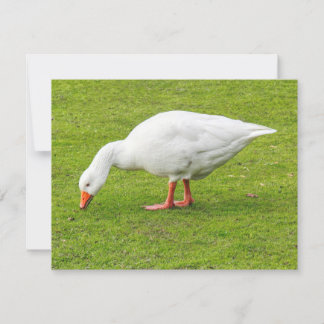 Tarjeta Grazing Emden Goose