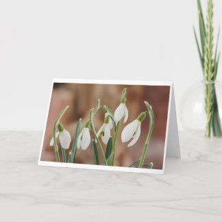 Tarjeta greeting card snowdrop text without