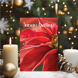 Tarjeta Greetings Red Poinsettia Seasons