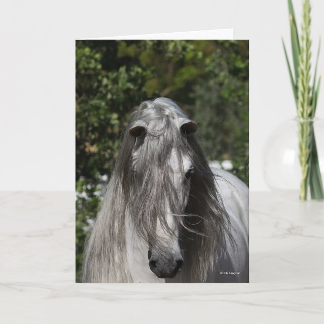 Tarjeta Grey Andalucian Stallion Headshot Long Mane (Anverso)