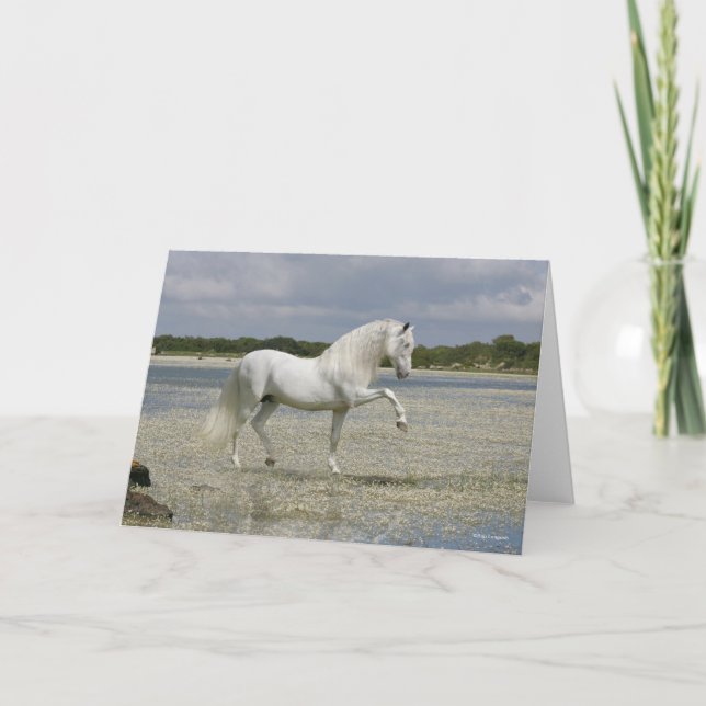Tarjeta Grey Andalucian Stallion Standing In Lake (Anverso)