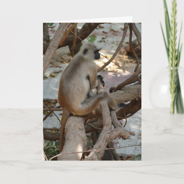 Tarjeta Grey Langur - Take a Rest (Anverso)