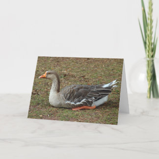 Tarjeta Greylag Swan Goose Cross