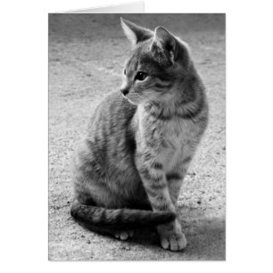 Tarjeta gris del gato