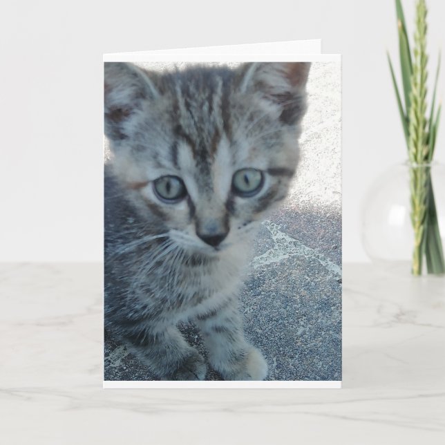 Tarjeta Gris kitten. (Anverso)