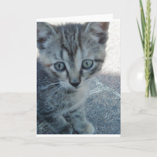 Tarjeta Gris kitten.
