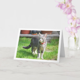 Tarjeta Gris Kitten en retrato de jardín