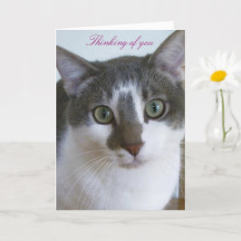 Tarjeta Gris y gato blanco apuesto al pensamiento tuyo