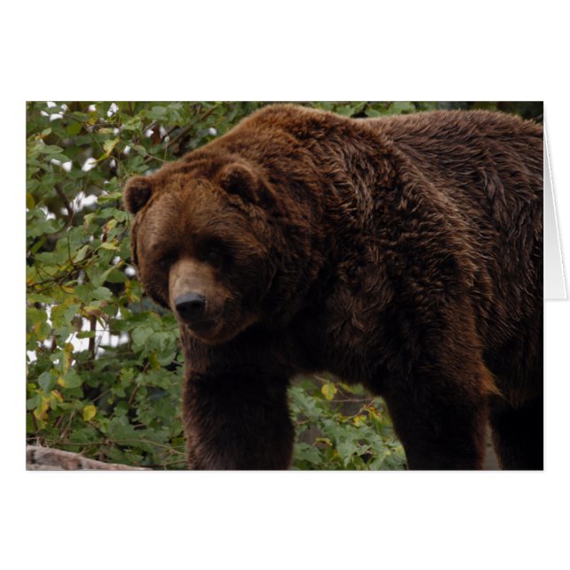Tarjeta Grizzly Bear-005 (Anverso (Horizontal))