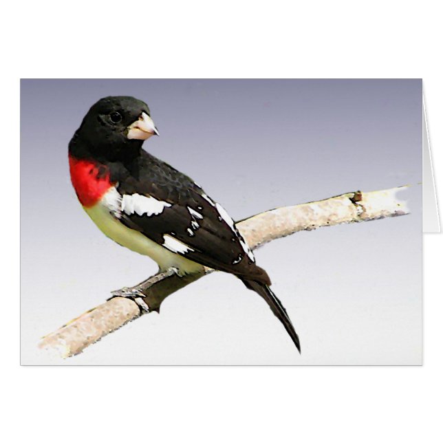 Tarjeta Grosbeak Blank con pecho Rosa (Anverso (Horizontal))