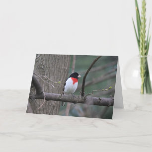 Tarjeta Grosbeak de pecho rojo