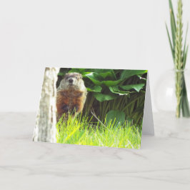 Tarjeta Groundhog