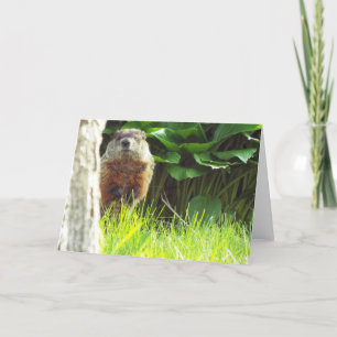 Tarjeta Groundhog