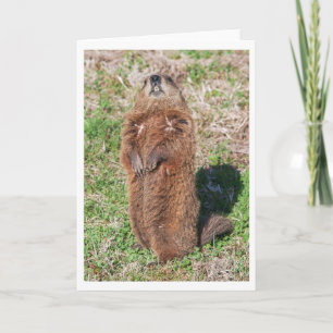 Tarjeta Groundhog