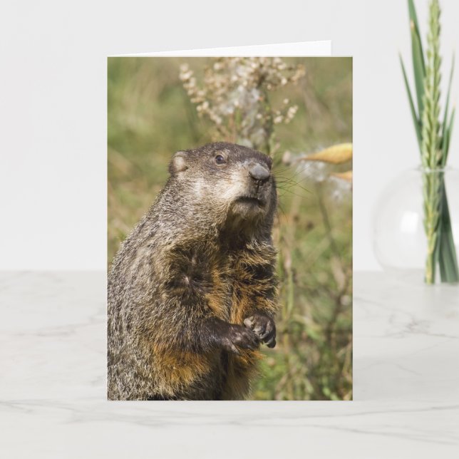 Tarjeta Groundhog (Anverso)