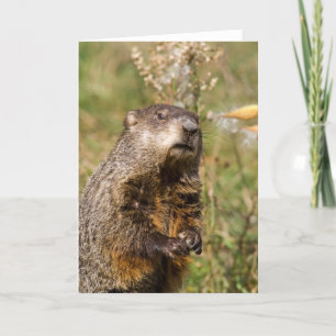 Tarjeta Groundhog