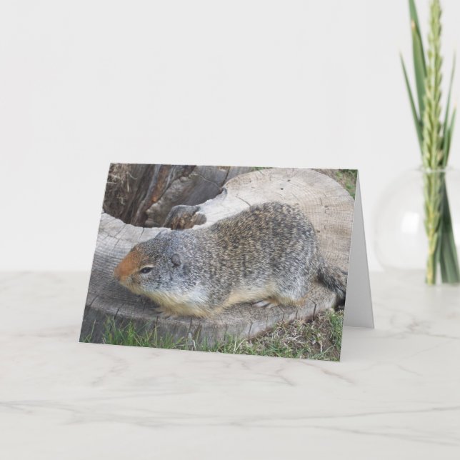 Tarjeta Groundhog (Anverso)