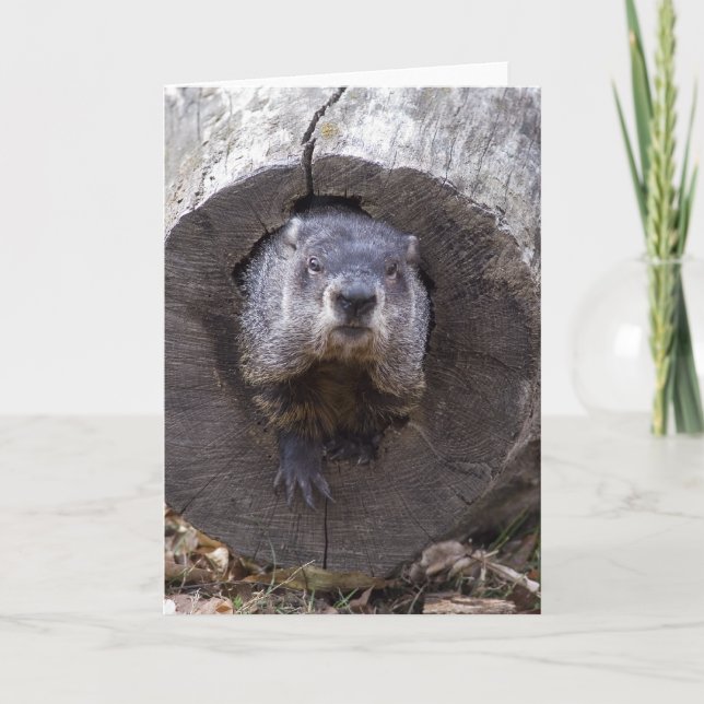 Tarjeta Groundhog (Anverso)