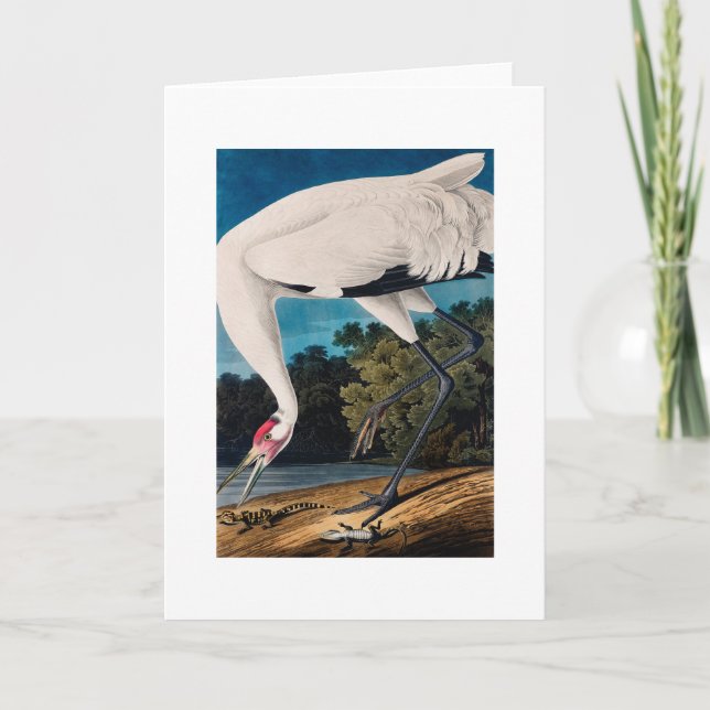 Tarjeta Grúa de Hooping del americano de Audubon (Anverso)