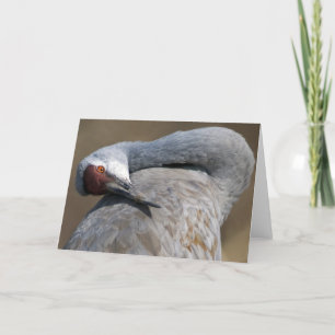 Tarjeta Grúa de Sandhill en Bosque del Apache