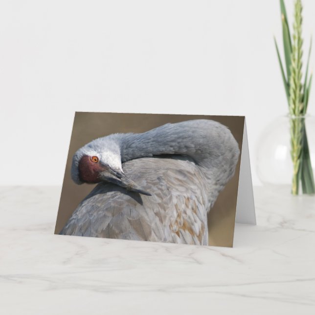 Tarjeta Grúa de Sandhill en Bosque del Apache (Anverso)