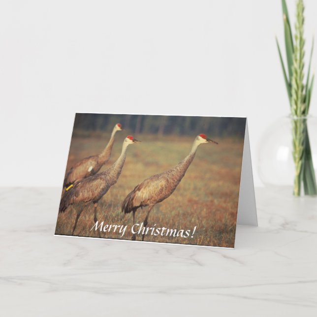 Tarjeta / Grúa Sandhill / Navidades (Anverso)