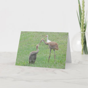 Tarjeta Grúas de Sandhill
