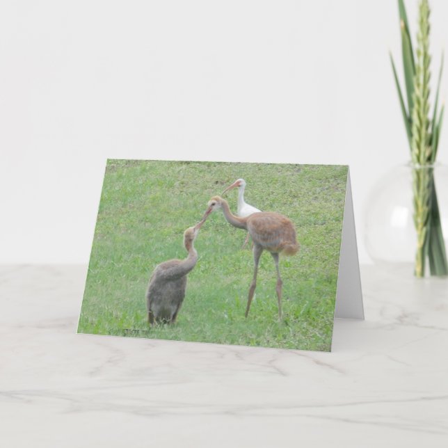 Tarjeta Grúas de Sandhill (Anverso)