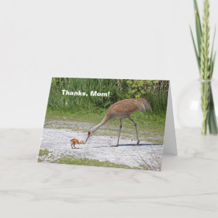 Tarjeta Grúas de Sandhill del pájaro de la madre y del