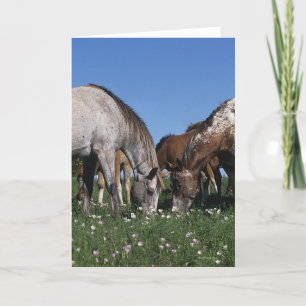 Tarjeta Grupo de caballos del Appaloosa que pastan