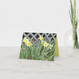 Tarjeta Grupo de Daffodils
