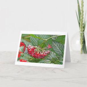 TARJETA GRUPO DE FLORES ROJOS DE PENTAS LANCEOLATA/STAR