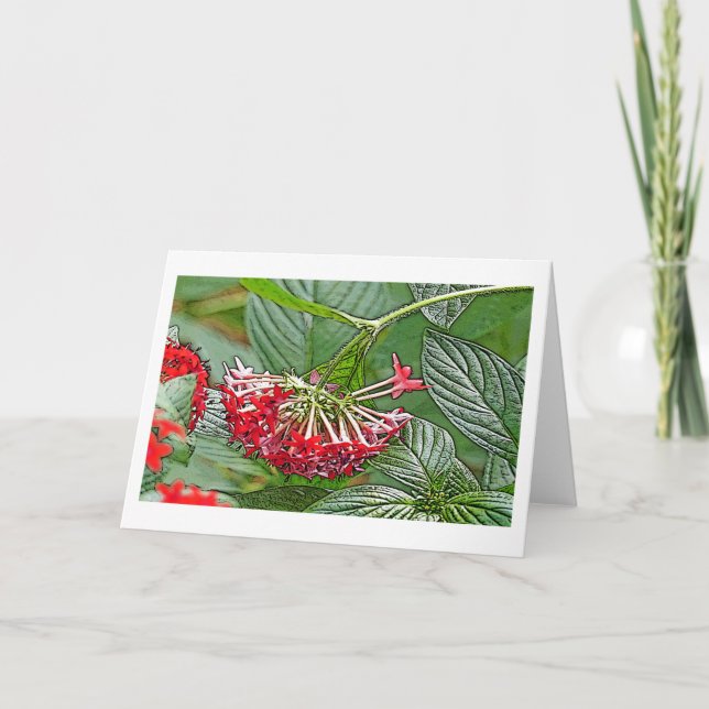 TARJETA GRUPO DE FLORES ROJOS DE PENTAS LANCEOLATA/STAR (Anverso)