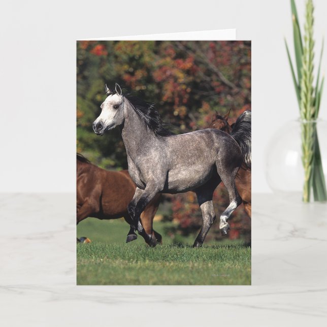 Tarjeta Grupo de funcionamiento árabe de los caballos (Anverso)