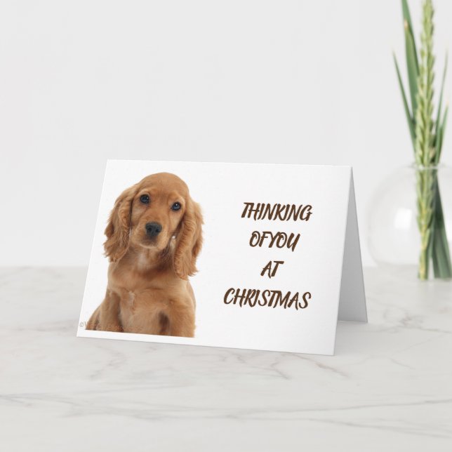 TARJETA GRUPO DE PERROS, VETERINARIO Y CAMINO DE PERROS (Anverso)